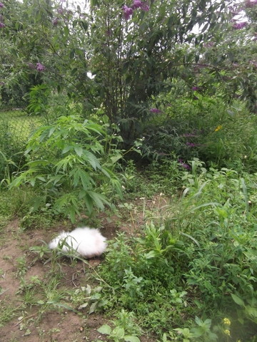 Clémentine: mmm de l'herbe fraiche!