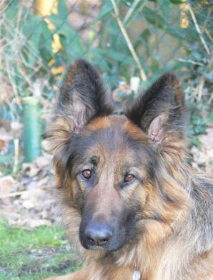 Maxi vom Rader-Kreuz DSH, BH/VT