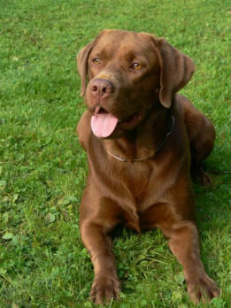 Nelo Labrador Retriever, BH/VT