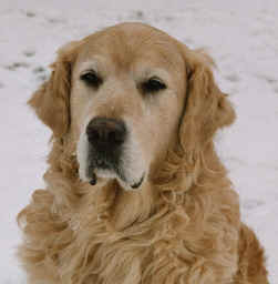 Ballu vom Goldenen Castillo 14.02.1996 - 23.09.2010 Golden Retriever, BH/VT, Agility A1