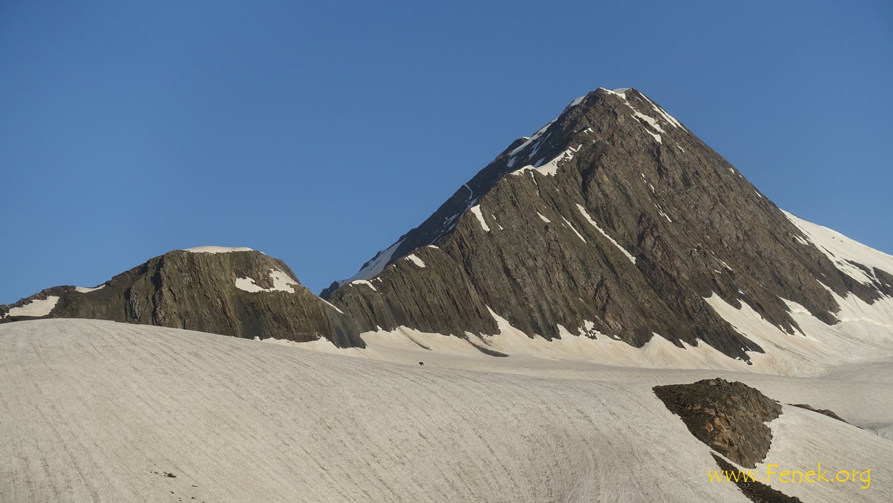 unser Gipfel und ein Tier auf dem Gletscher
