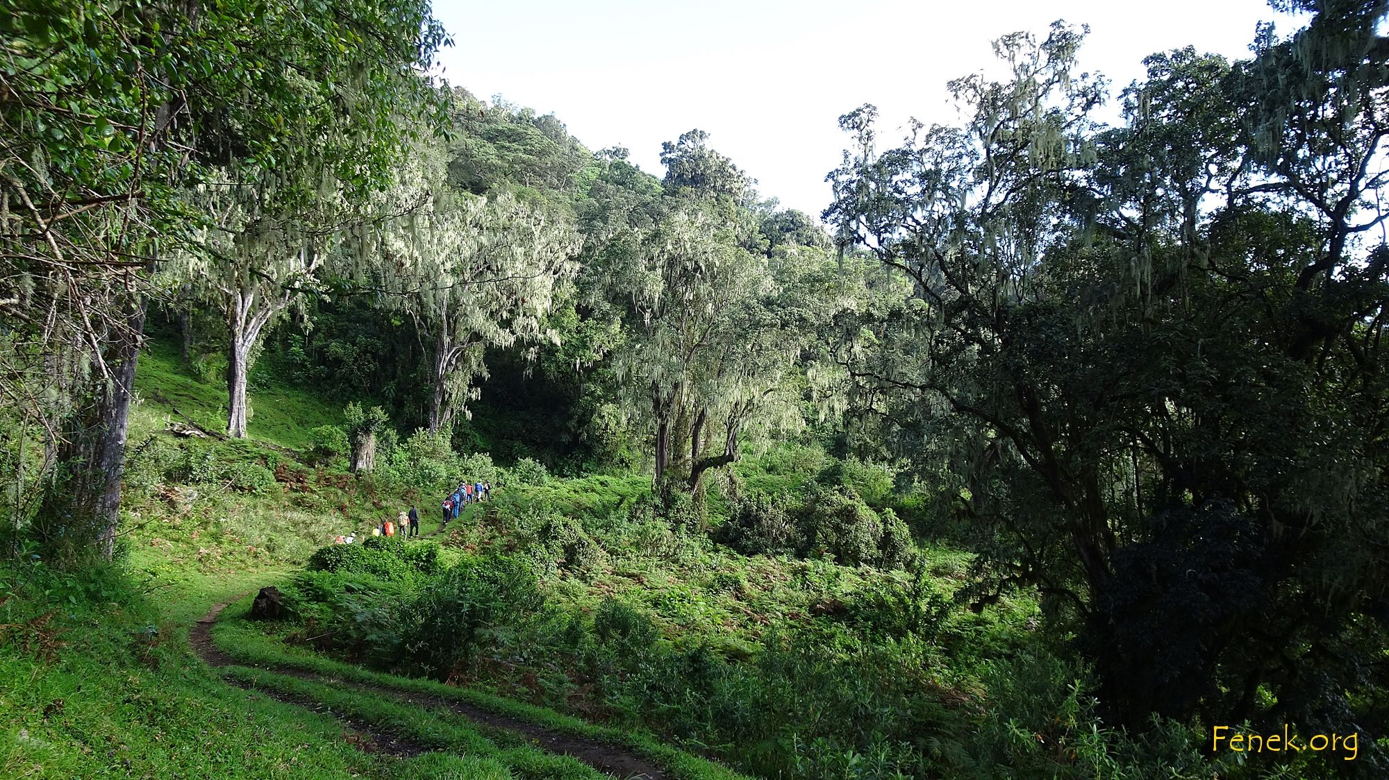 weiter geht es im Wald