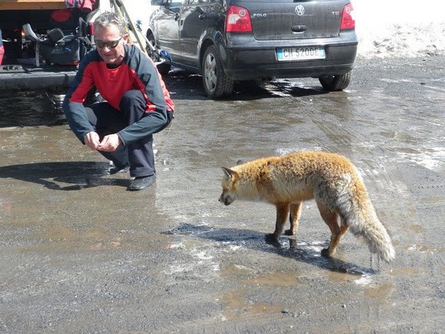 der letzte Landjäger wandert in des Fuchses Magen - Fenek und Fuchs :-))
