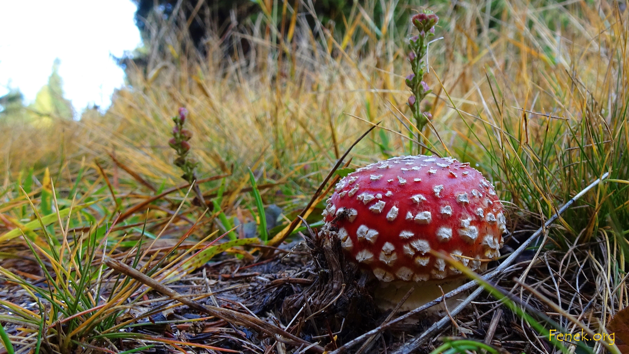 Flügepilz