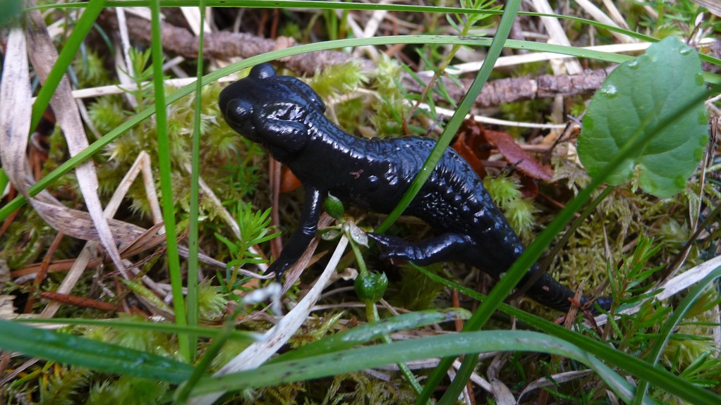 Alpensalamander