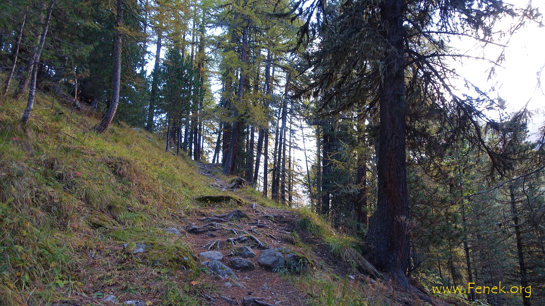 Aufstieg durch den bunten Wald
