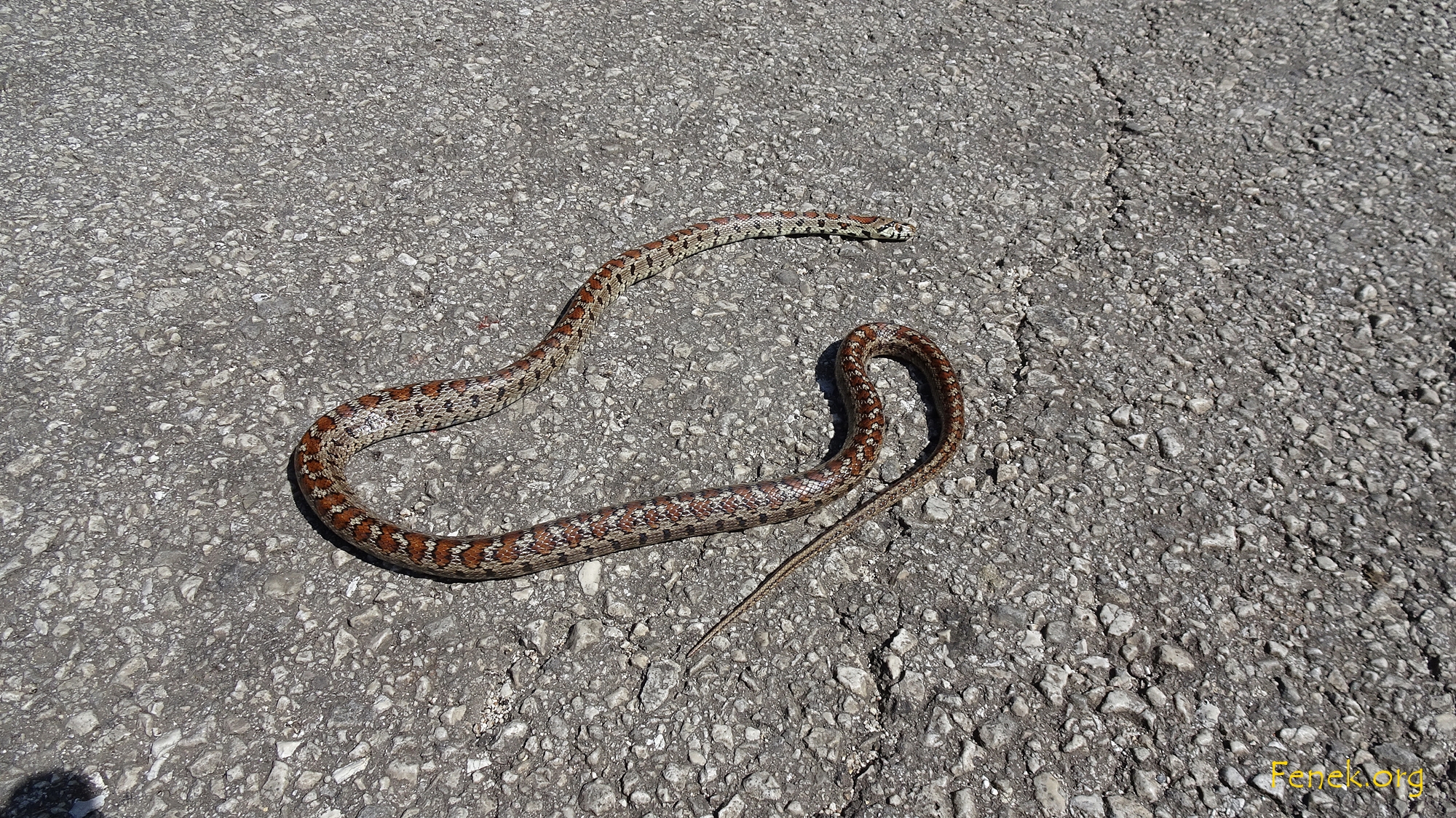 tote Leopardnatter (Zamenis situla)