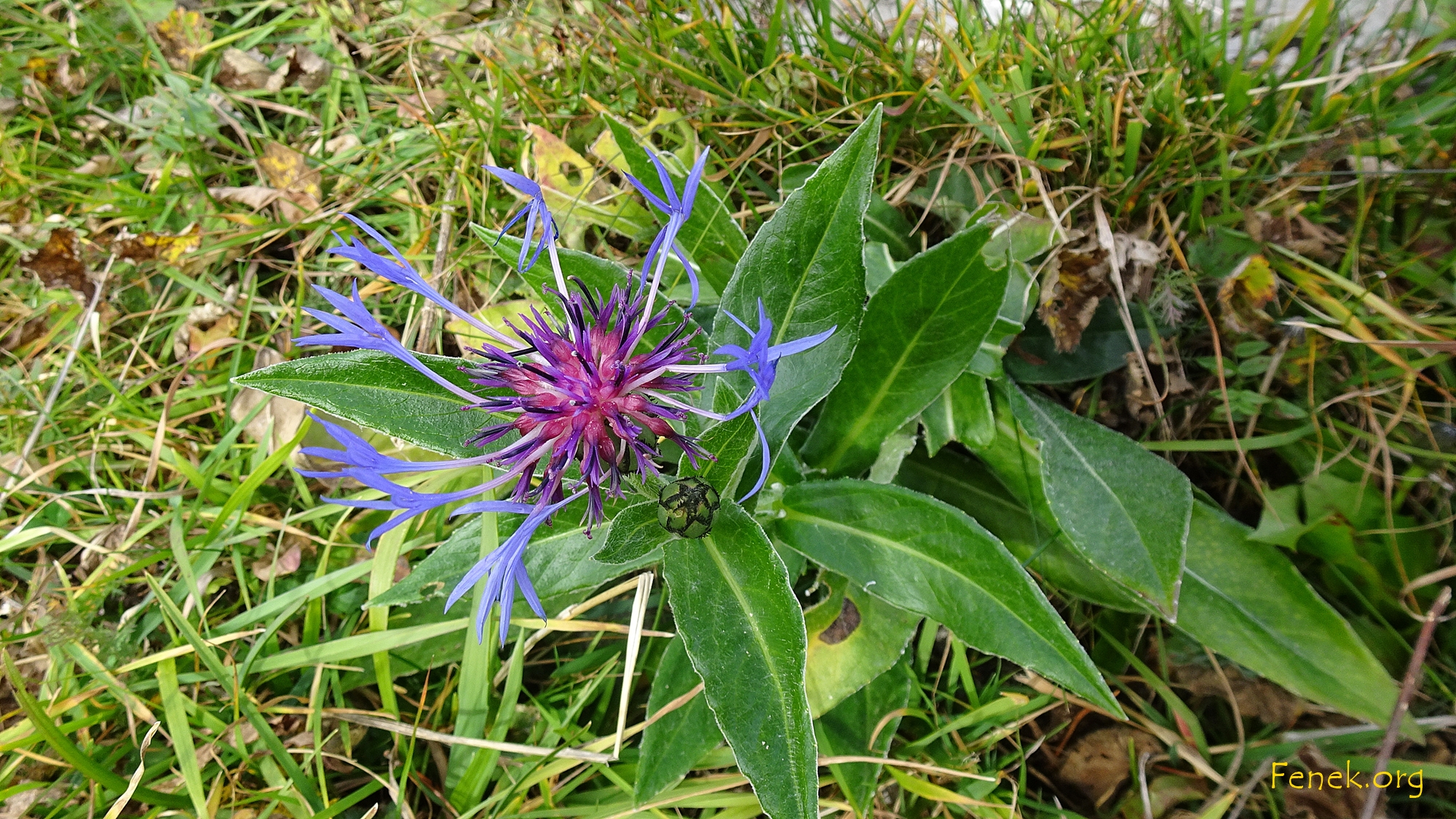 ein Flockenblume blüht munter im November