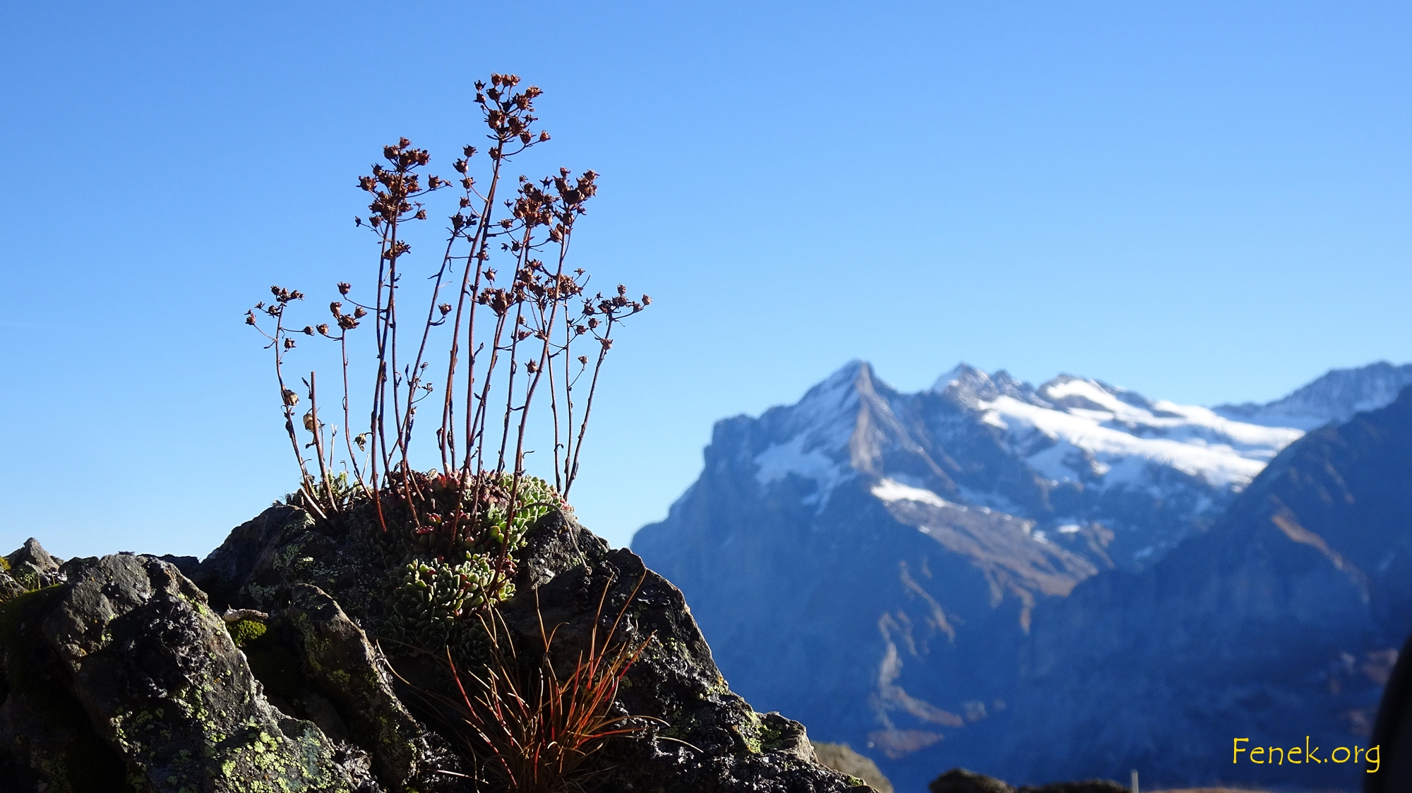 Hauswurz vor dem Wetterhorn