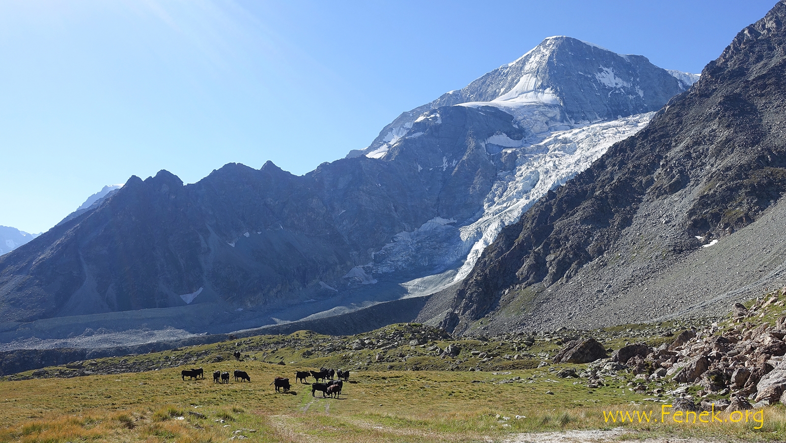 Pigne d'Arolla und Ehringerkühe