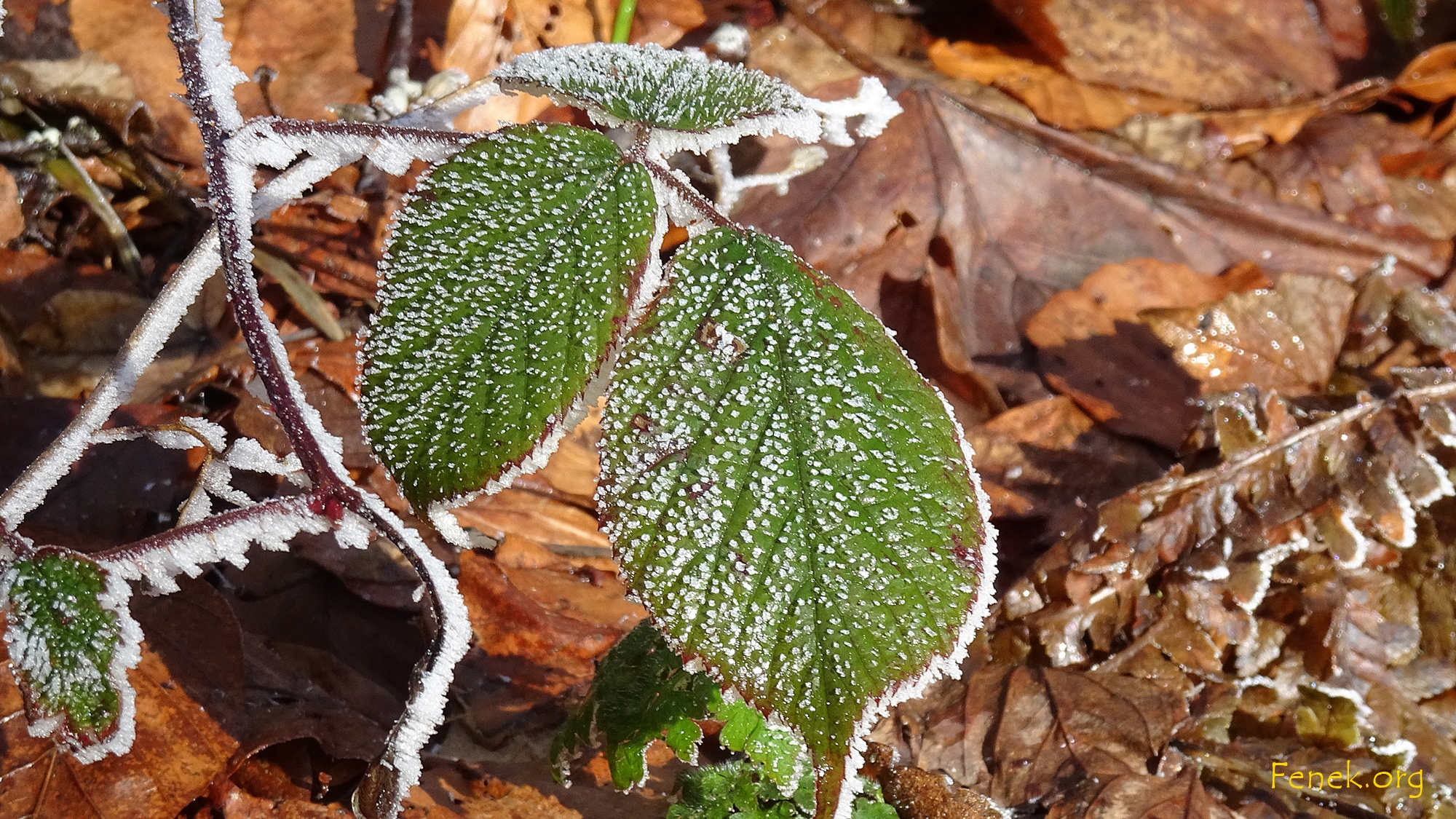Brombeerblatt