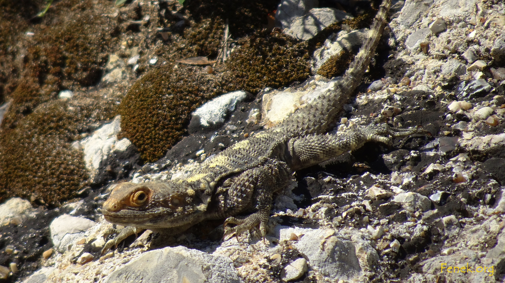 Schleuderschwanzagame (Stellagama stellio)