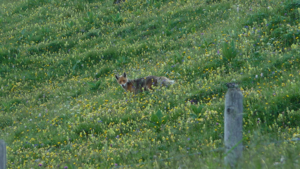 Fuchs.... wo ist die Gans...?