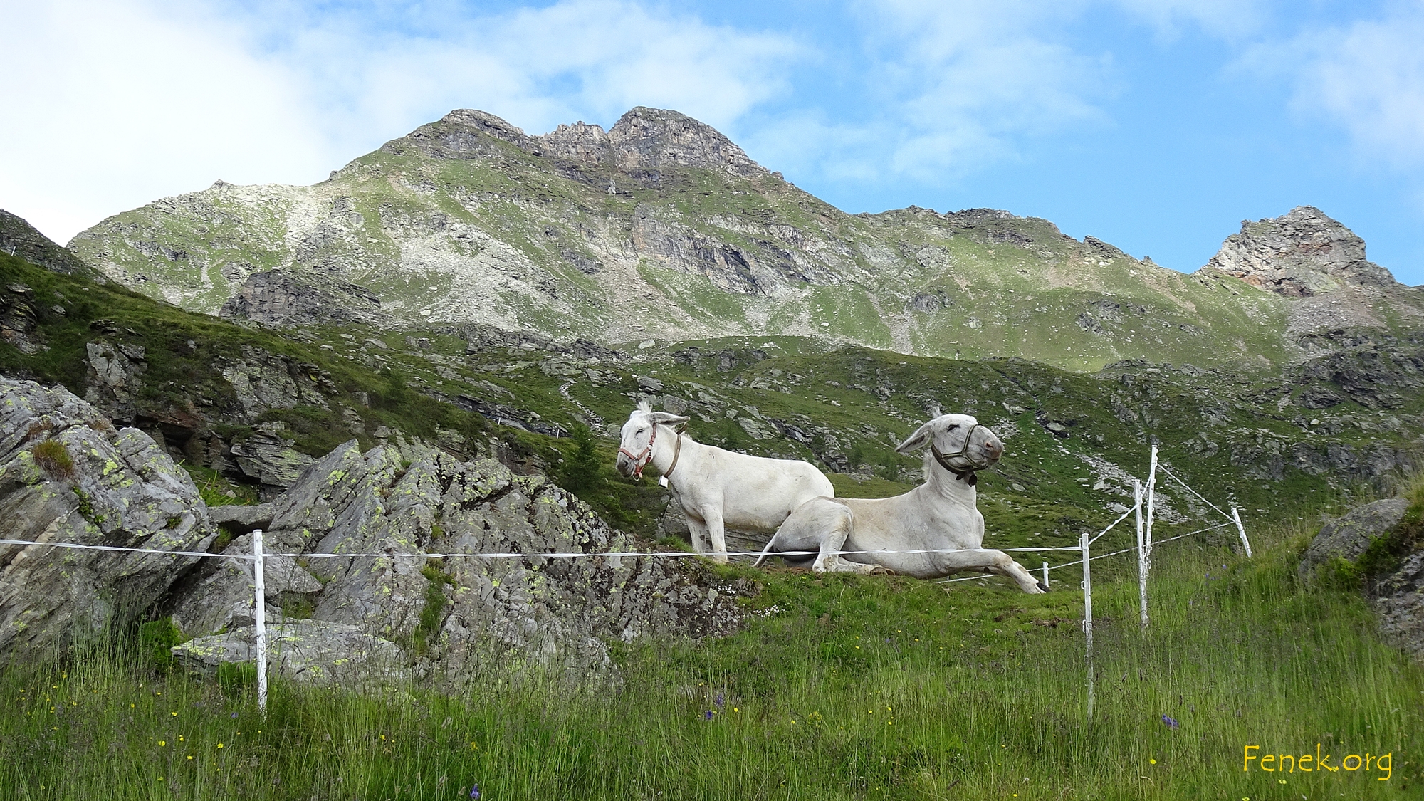 Das Empfangskomitee auf der Alp Stabveder