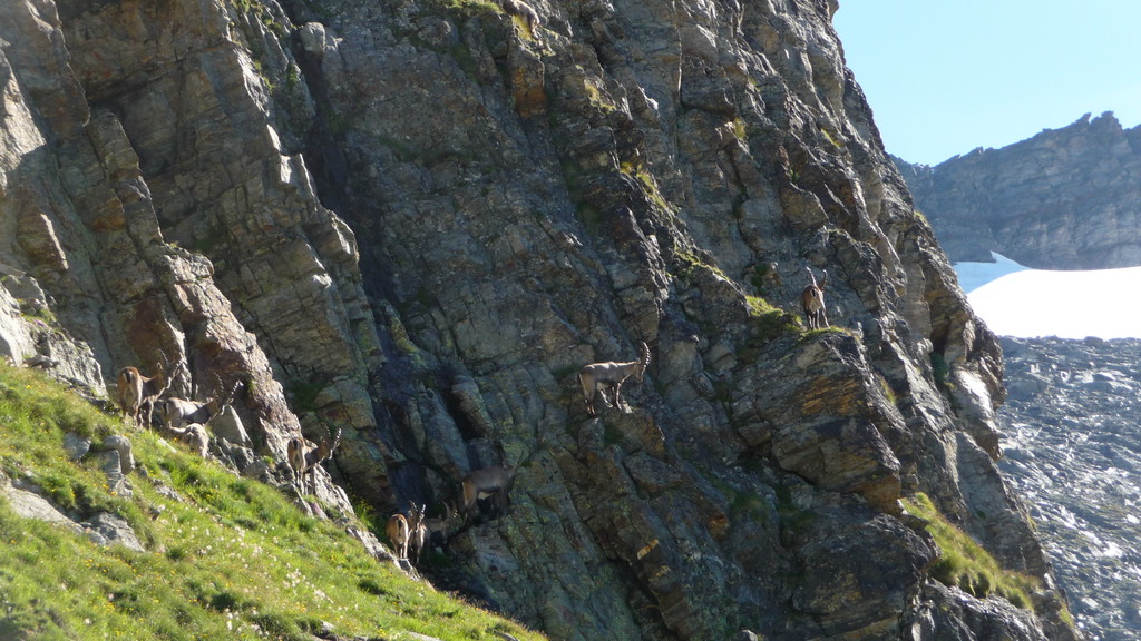Kletterkünstler