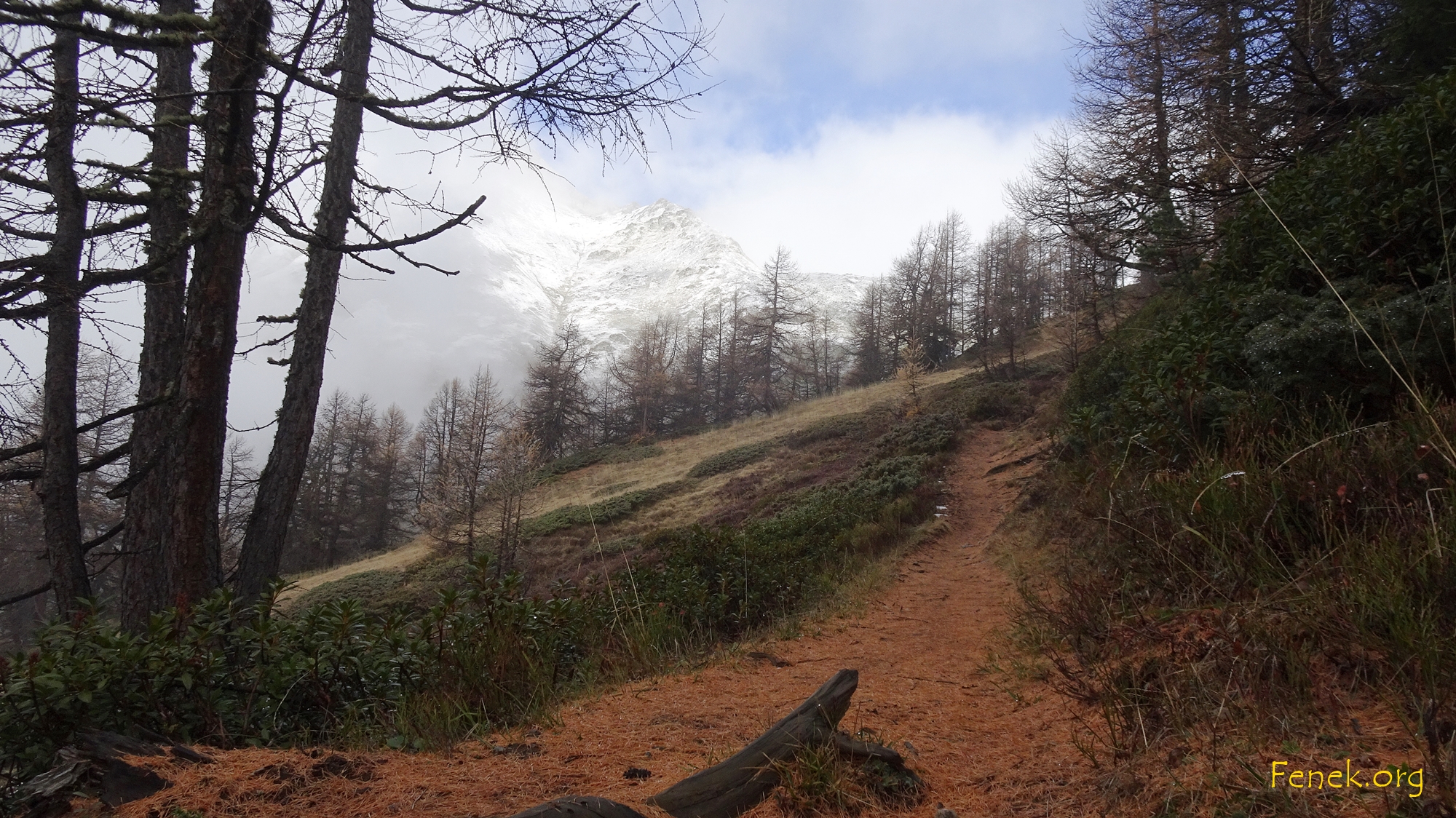 bald bin ich aus dem Wald...