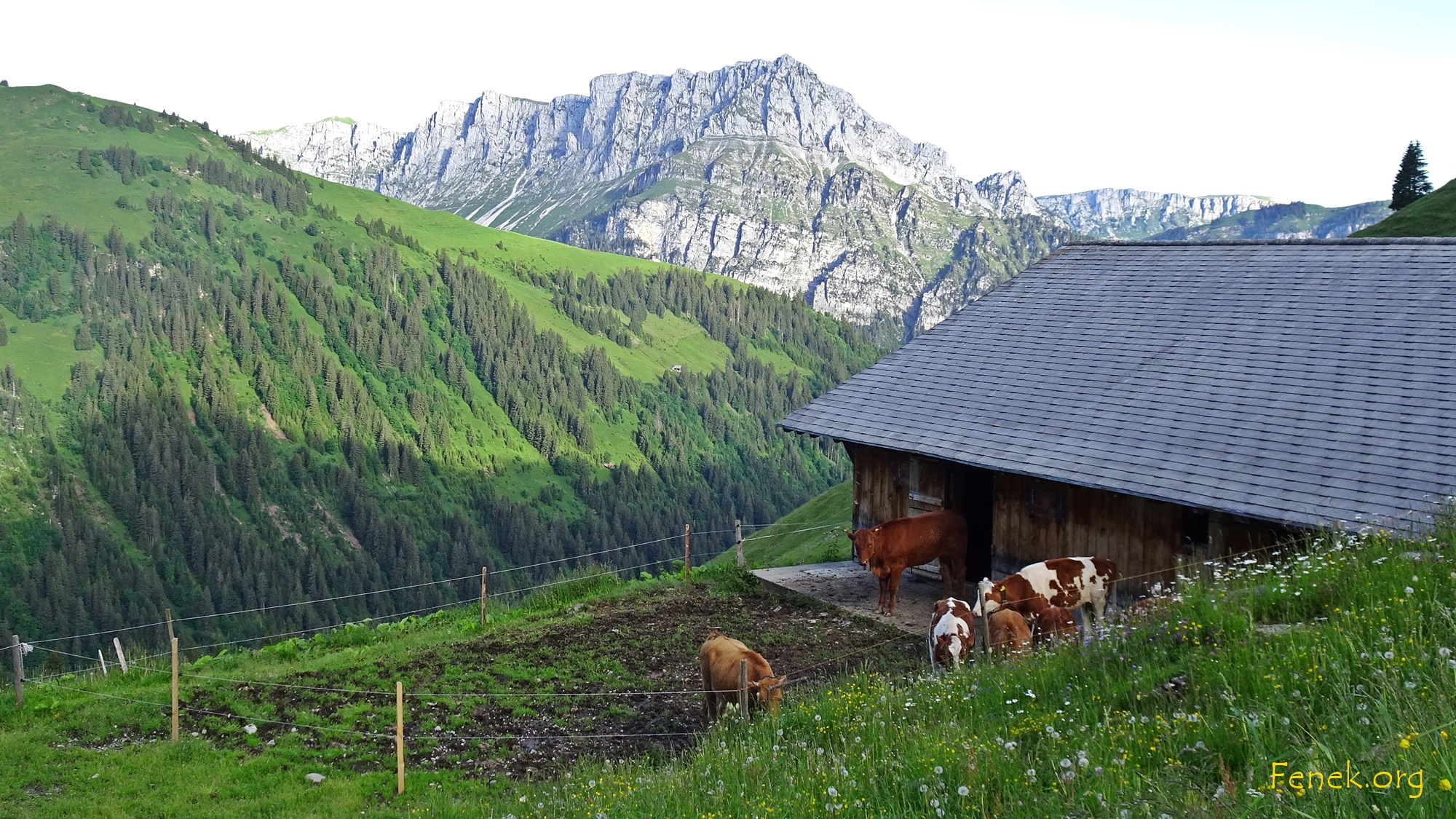Stall mit gelangweilten Rindern - hinten Seehore