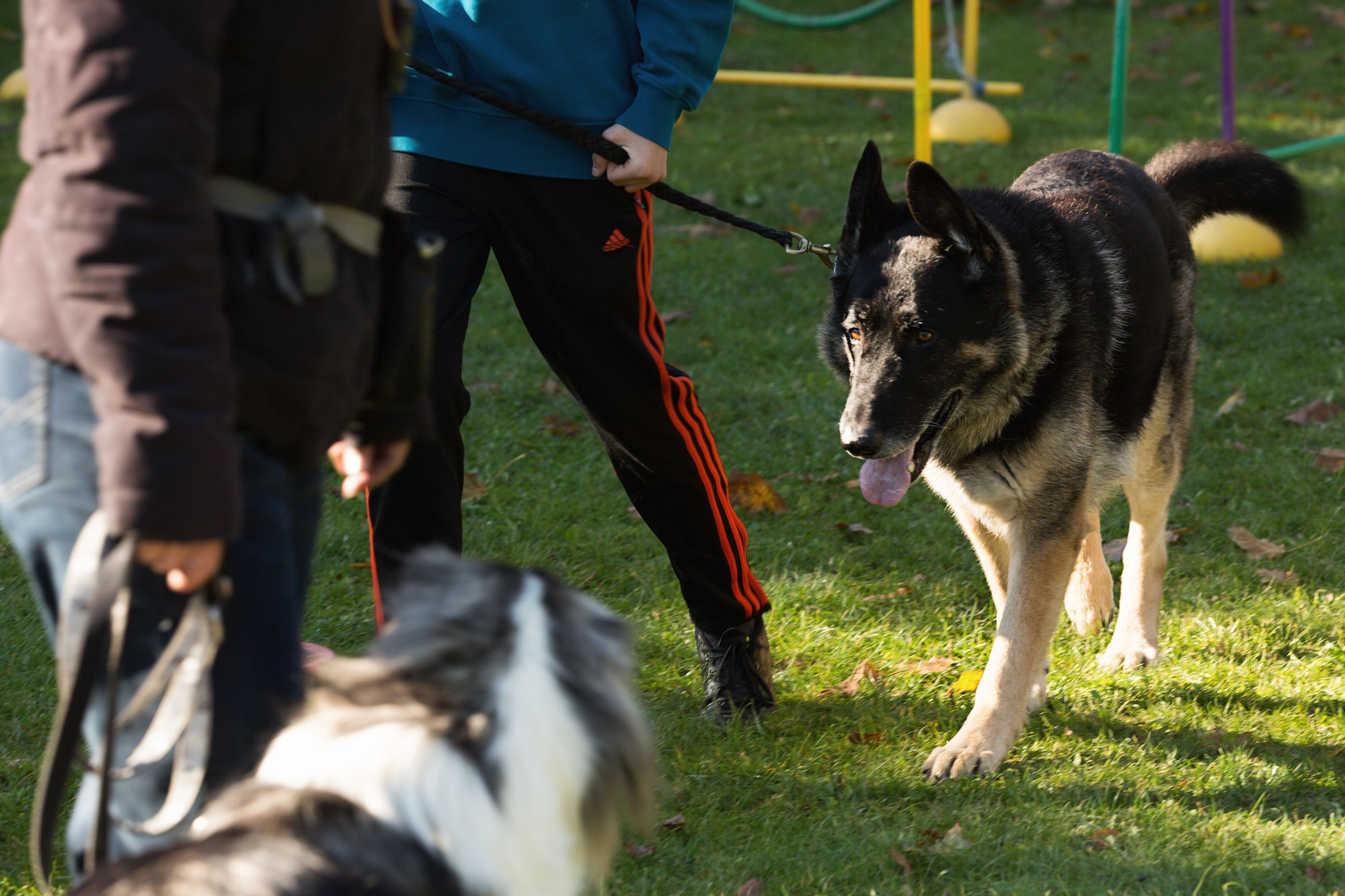 Sachkundenachweis Hundeschule HannoverLand Sina Wehrhahn