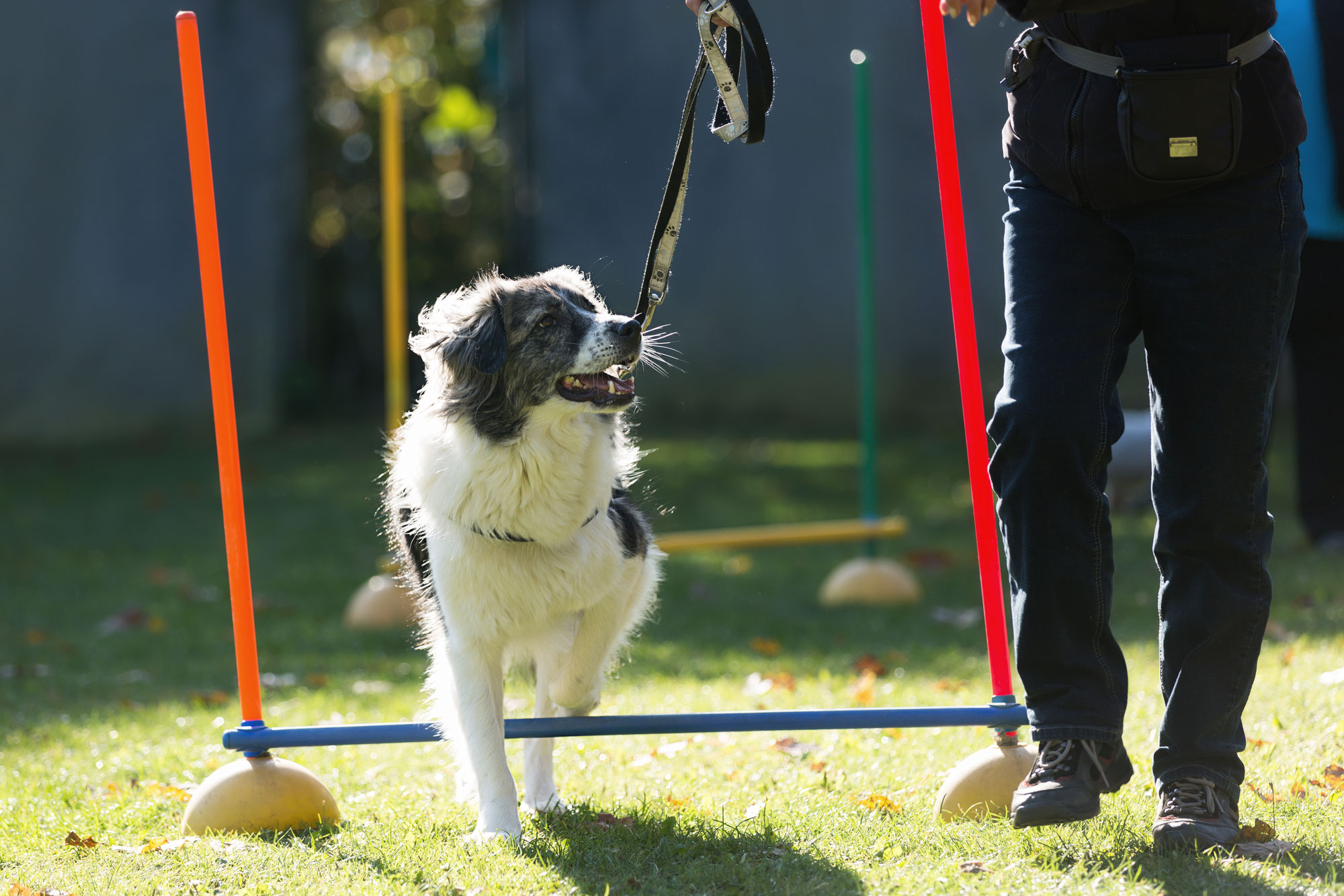Einzelstunden Hundeschule HannoverLand Sina Wehrhahn