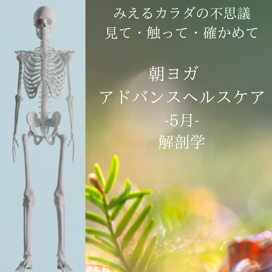 みえるカラダ・見て・触って・確かめて【5月：アドバンスヘルスケア】@解剖学
