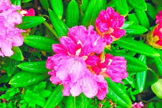 東洋的伝統文化　”香り”　花の香りを日常に　/喜多見狛江　ヨガ薬膳リハビリ ヘルスケア研究所　saraflow
