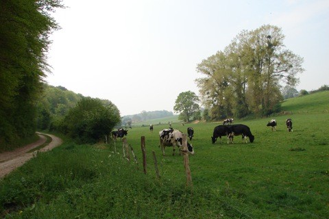 les prairies "normandes" d'Huchenneville