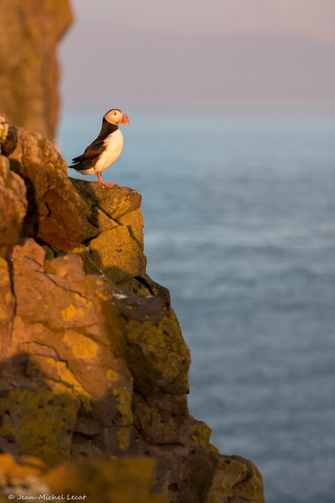 Macareux moine, Fratercula arctica