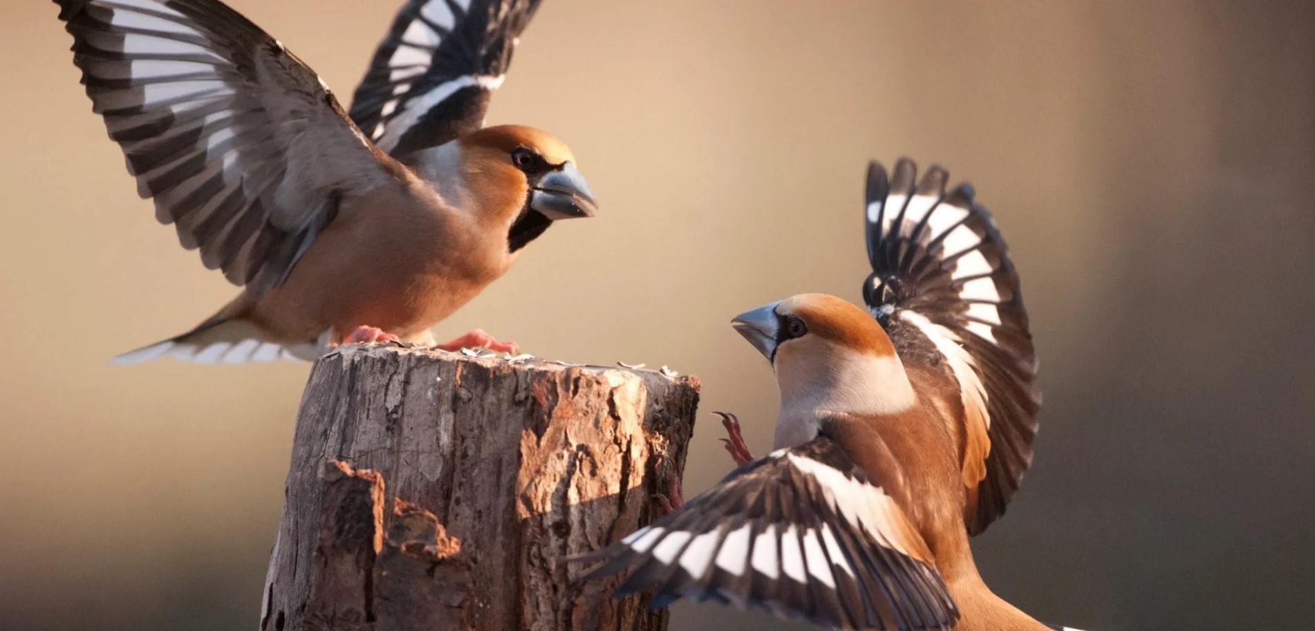 Le comptage des oiseaux
