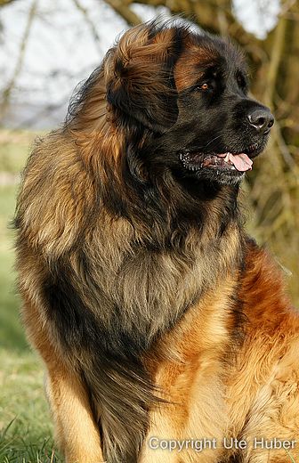 Hannes