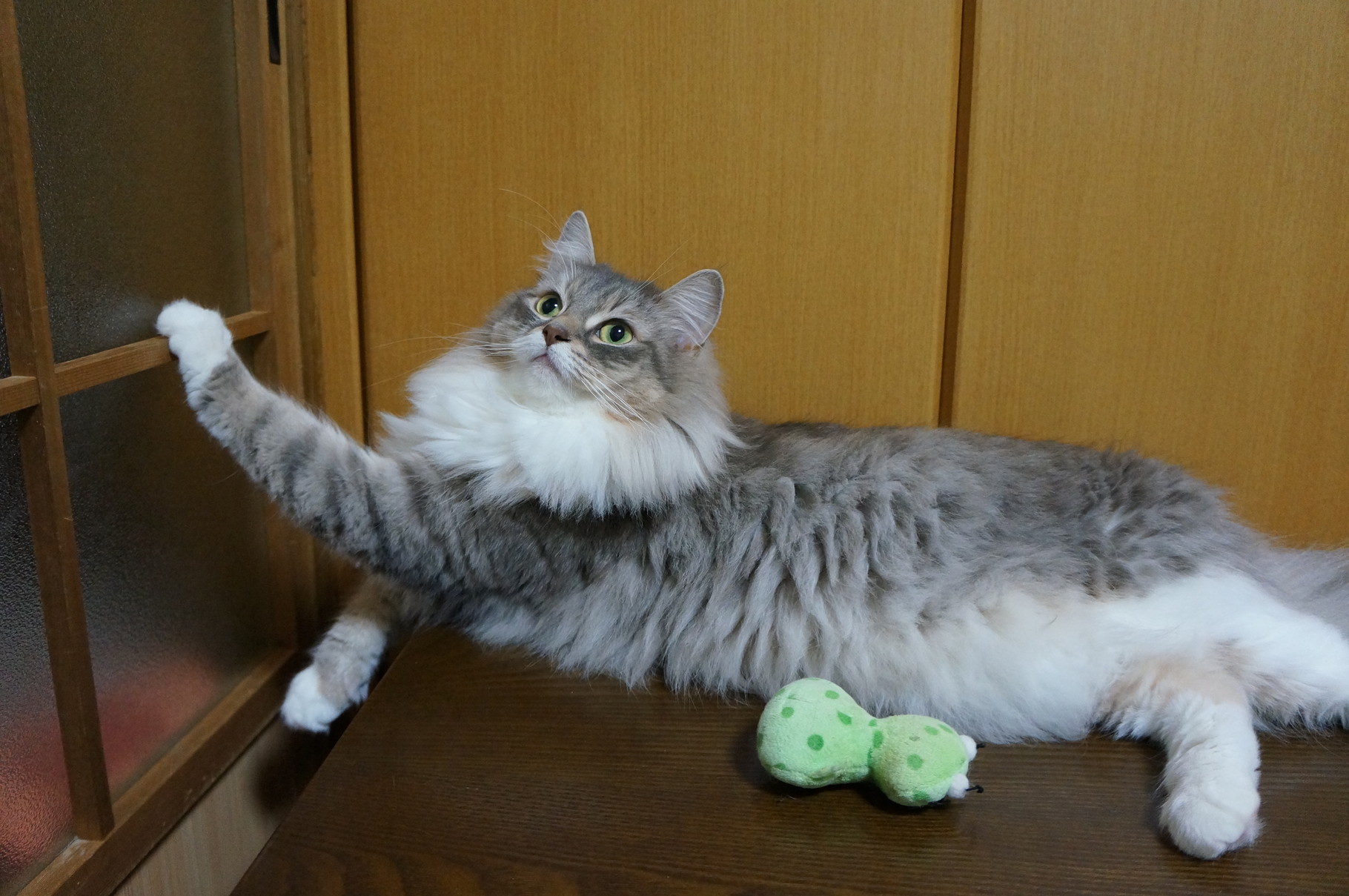 最近の女の子たち キャッテリー ピクシーフォレスト