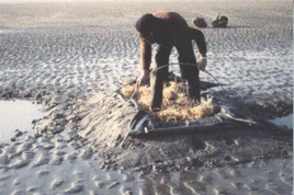 chasseur à la toile en baie de somme