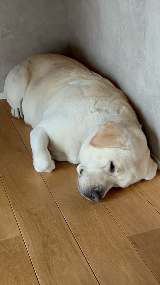 仮眠中のアノン💤