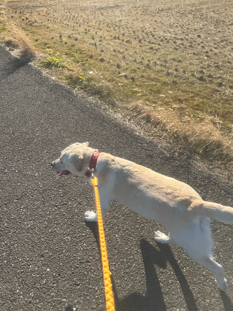 散歩にレッツゴー👍