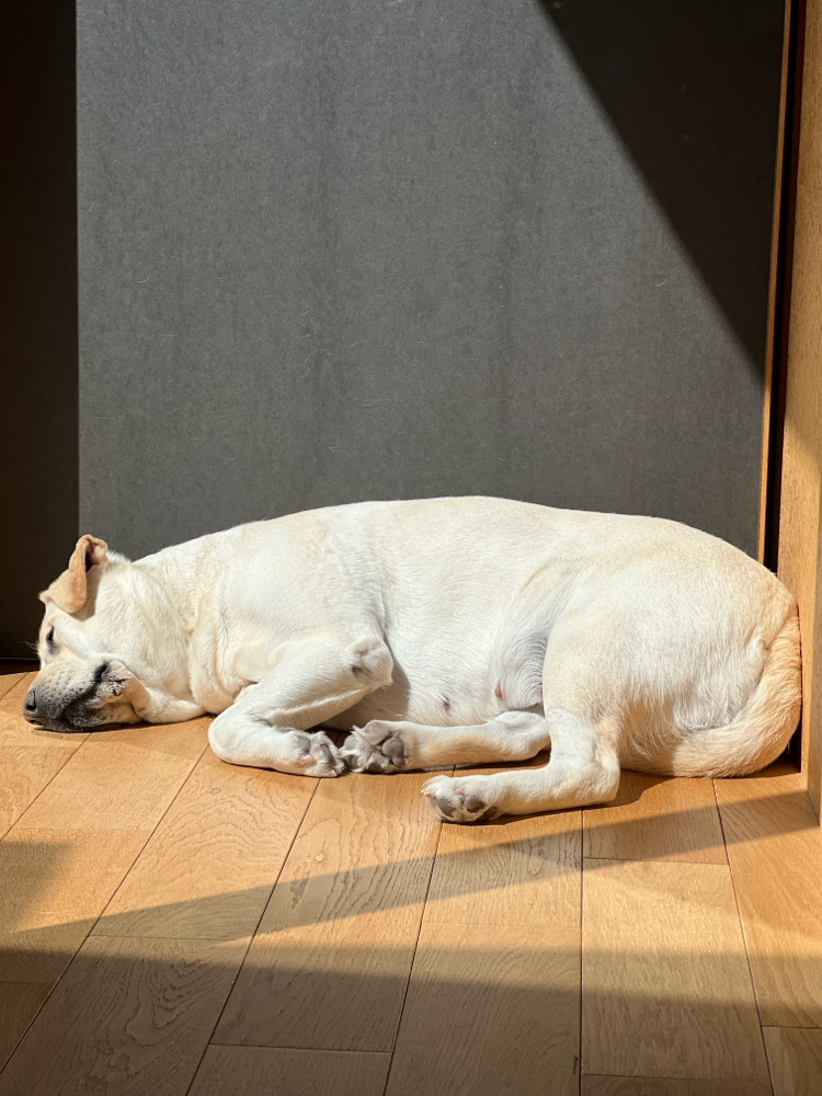 はやいって💤