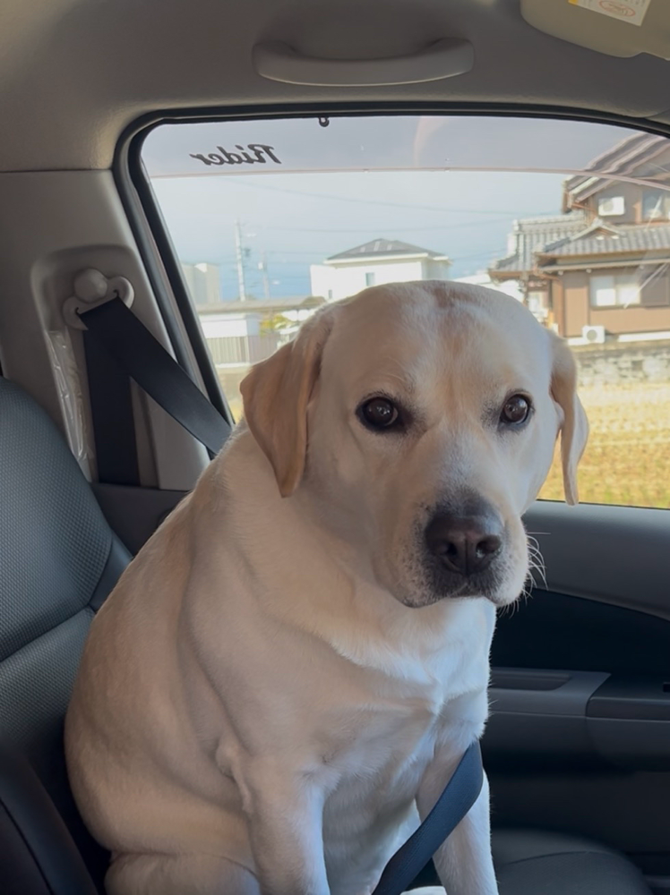 助手席にあのん😊