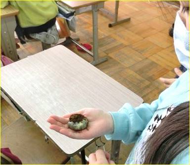 落葉置場で育ったカブトムシの幼虫