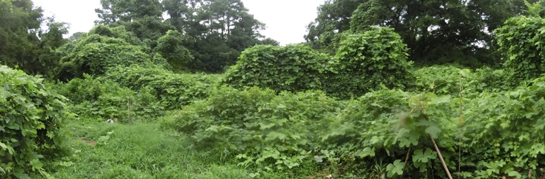 昨年の夏　エノキの大木が見えていましたが，近づくことはできませんでした。