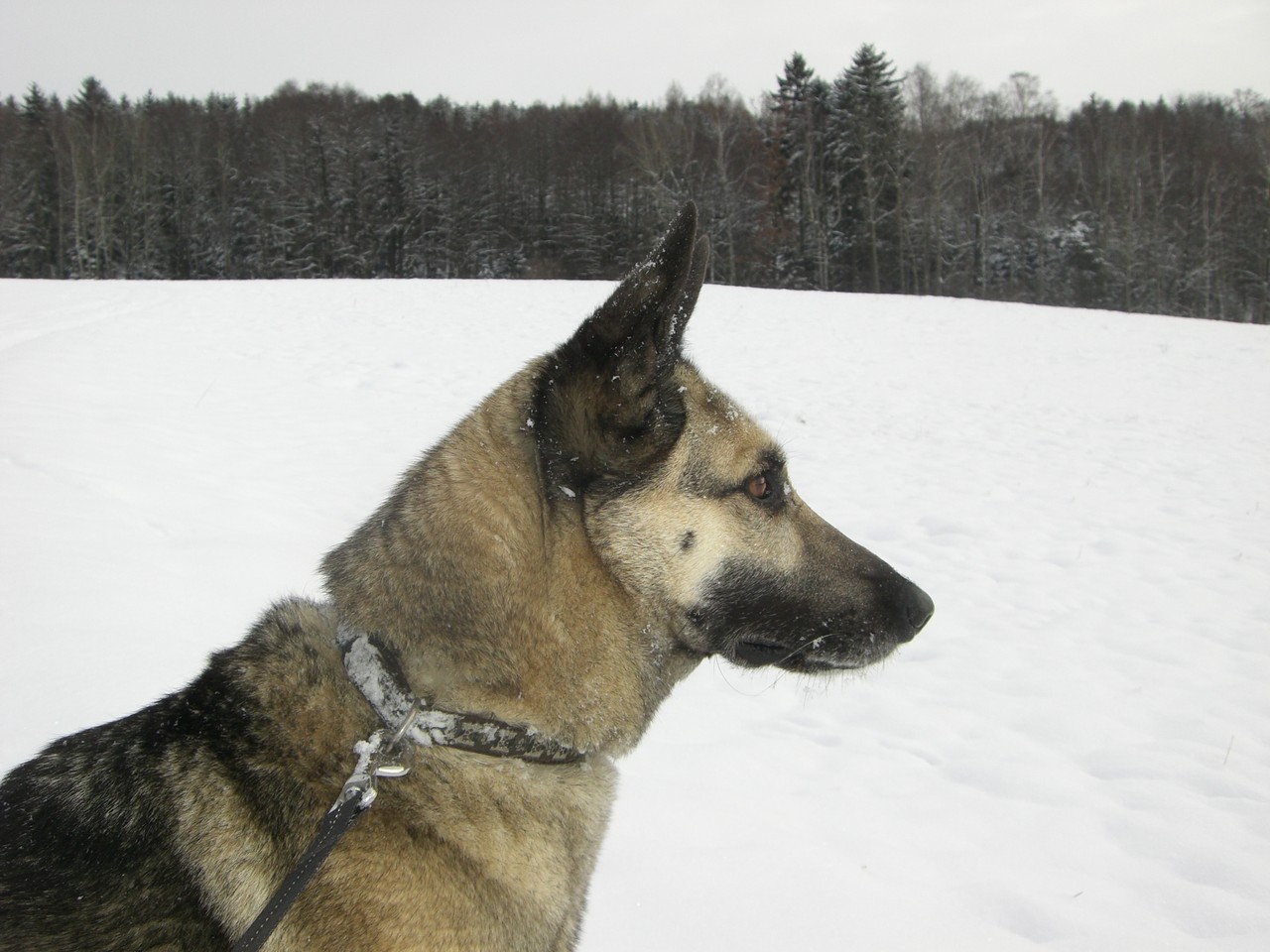 Hunde EselsbrueckeVogtland