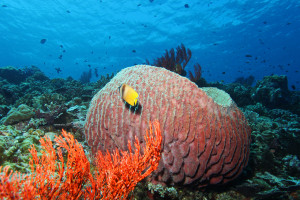 Diving on the reef