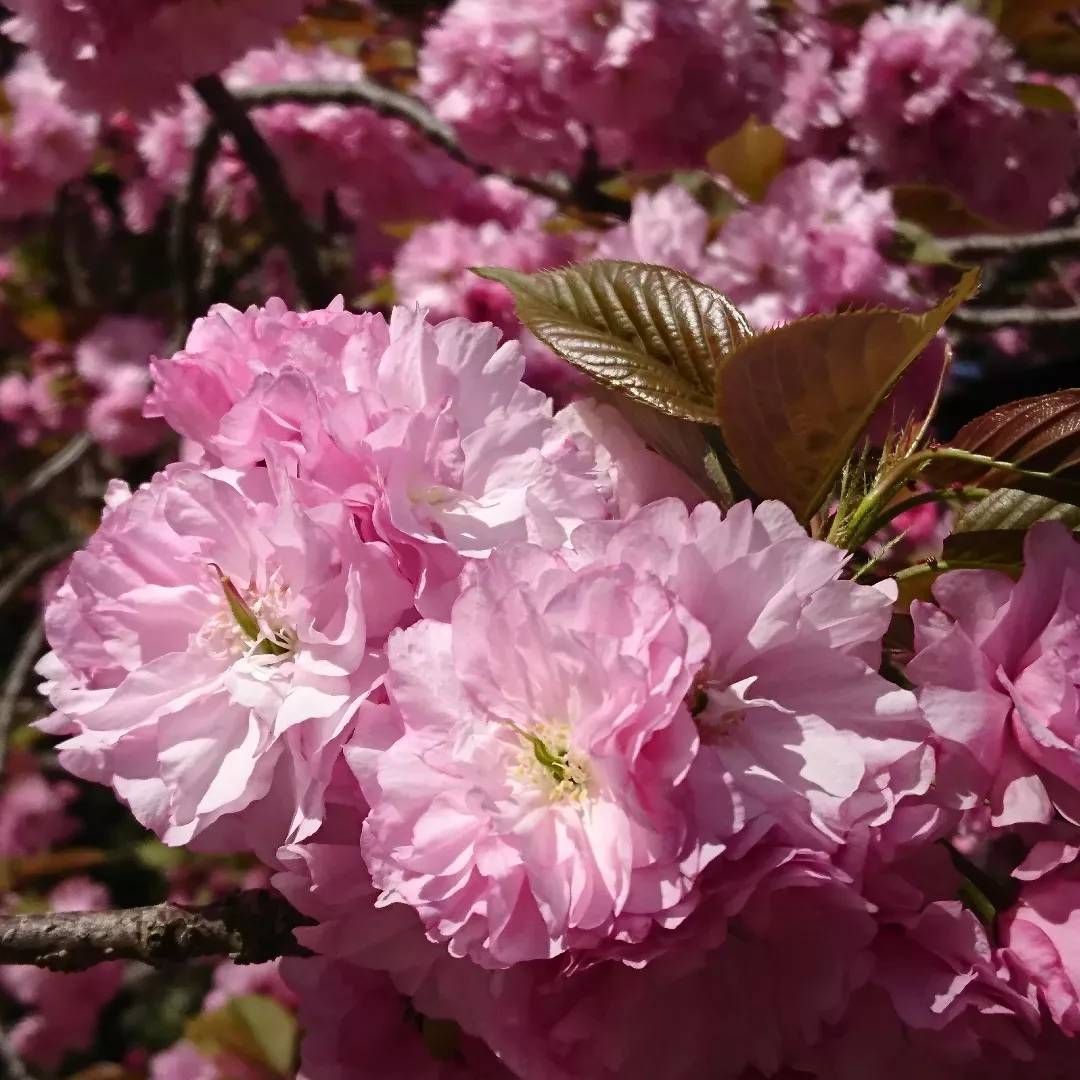 くらしの中の身近な生薬　桜皮（オウヒ）