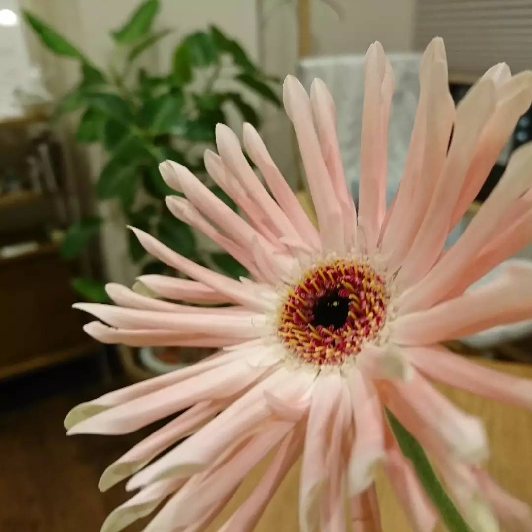 漢方で希望と笑顔を!!