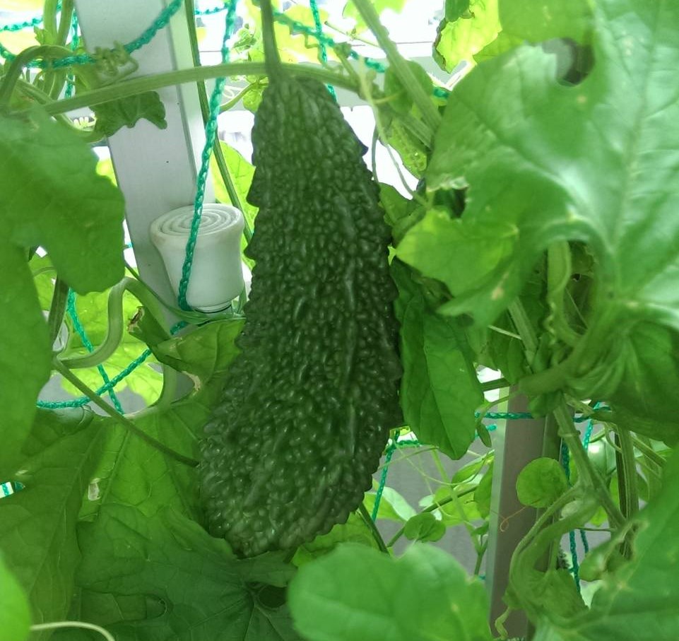 夏の食養生　ゴーヤの苦味で夏バテ解消を！