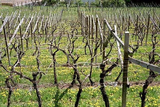 Der Winter ist überstanden, die Weinreben kruz vor dem Austrieb.