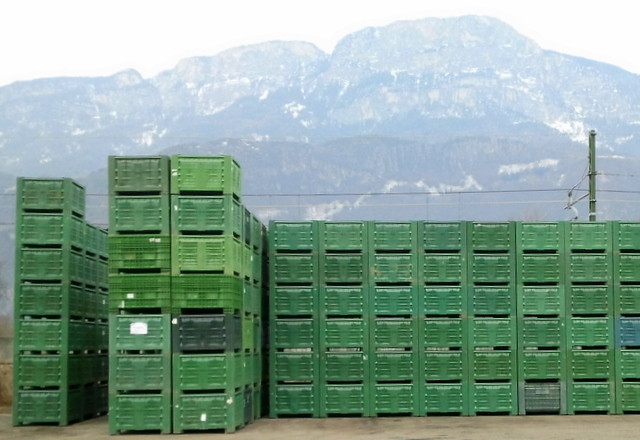 In Kisten wie diesen werden die Äpfel angeliefert. Wir pflücken die Äpfel vom Baum in einen Pflückkorb und leeren sie dann in eine dieser Plastikkisten. Eine Kiste hat ein Fassungsvermögen von etwa 300 bis 350 Kilogramm Äpfel.