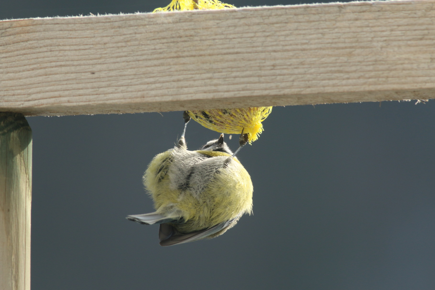 Mésange bleue accrobate