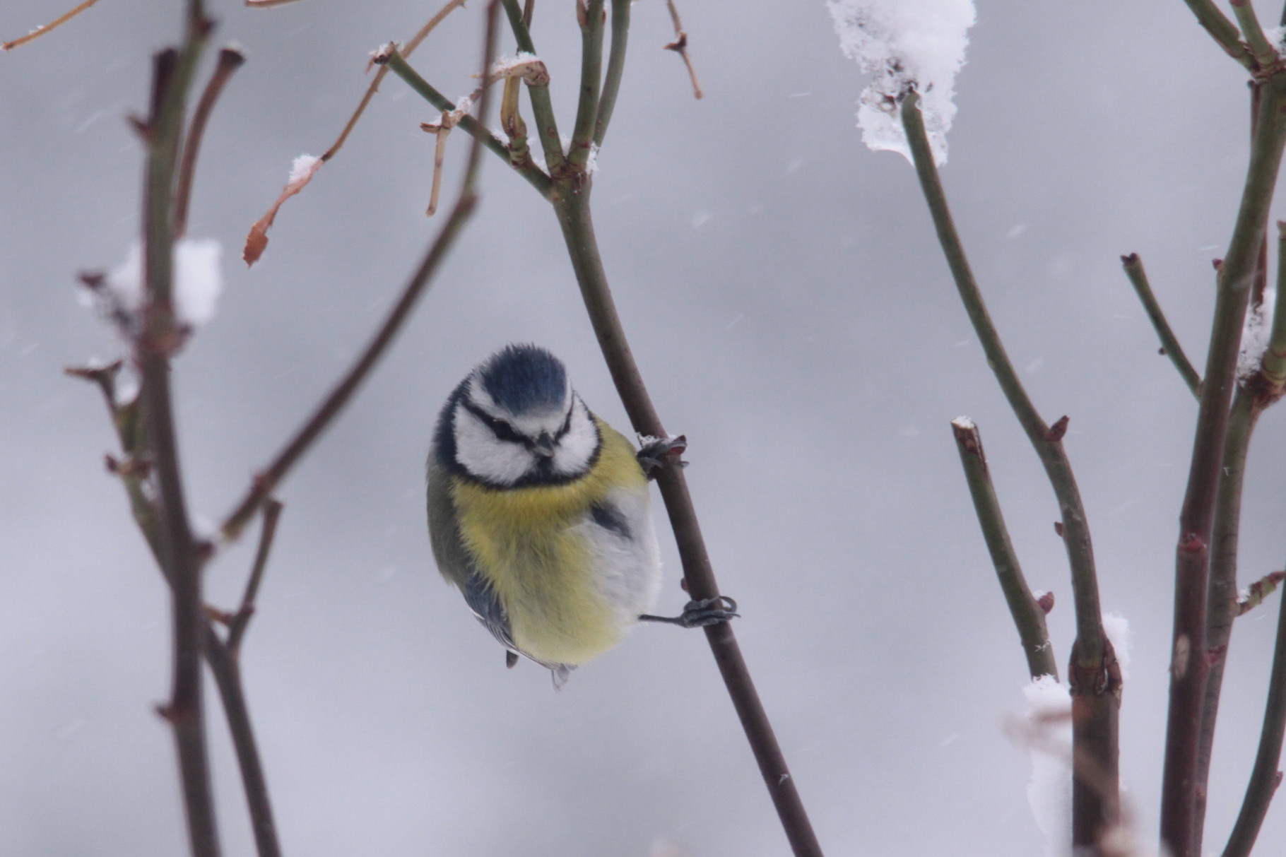 Mésange bleue