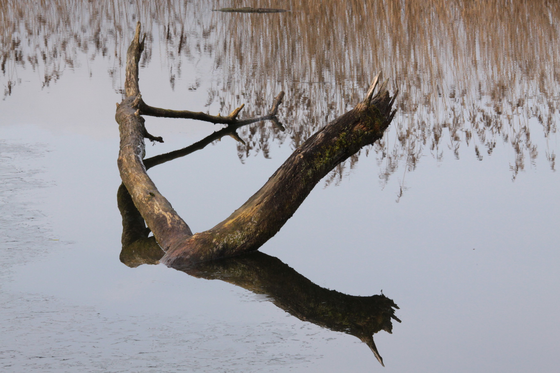 Arbre mort dans bras mort!