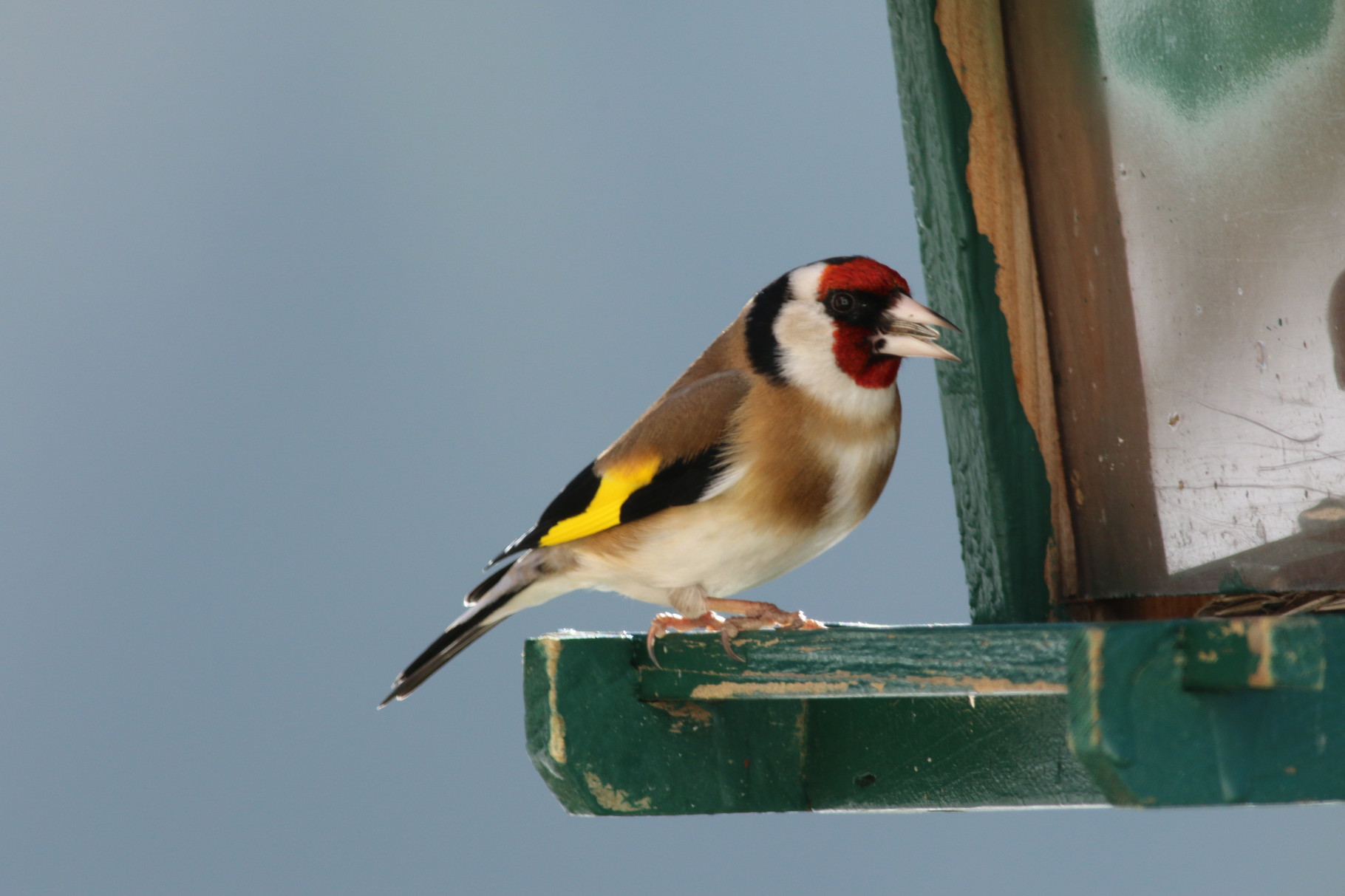 Chardonneret élégant