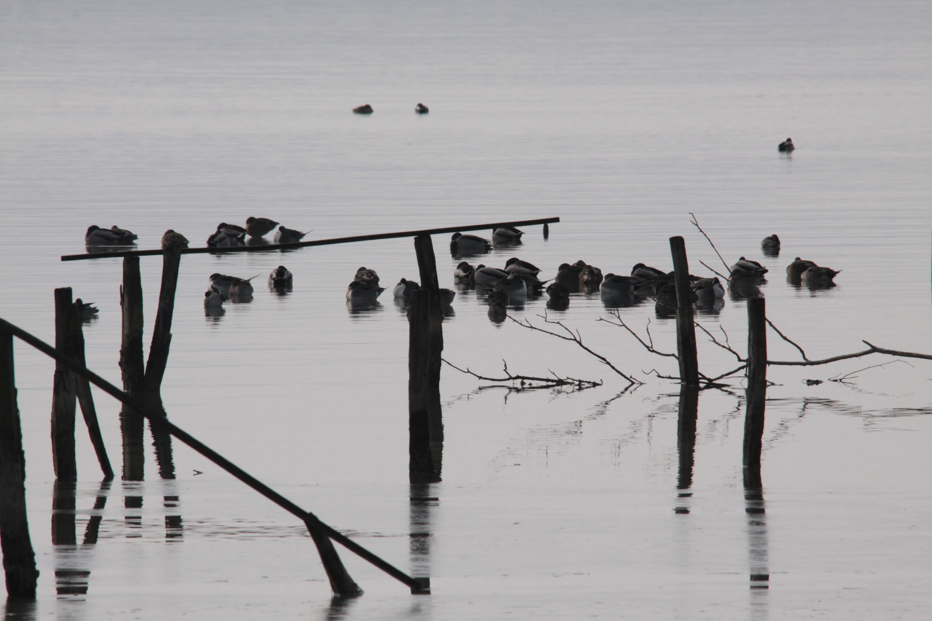 Oiseaux aux repos; qui a vu les Canards pilets