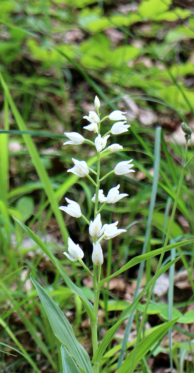 Céphalanthère blanche ou à longues feuilles